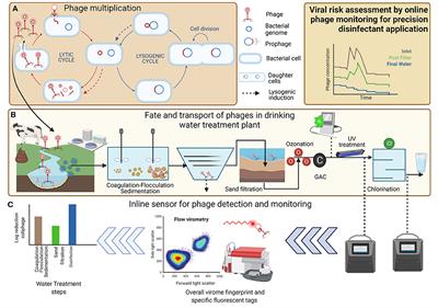 Coliphages as viral indicators of sanitary significance for drinking water